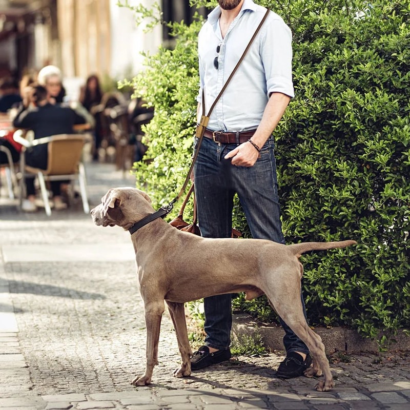 HandsFree Waist Dog Leash For Running Walking Training 2