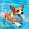 GlowFetch Durable Rubber Dog Ball For Night Play 2
