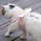 Angel Wings Pet Harness With Leash Set For Cats Small Dogs 3