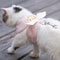 Angel Wings Pet Harness With Leash Set For Cats Small Dogs 3