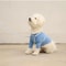 Macaron Adjustable Dog Harness Set With Matching Leash For Small Medium Dogs 3