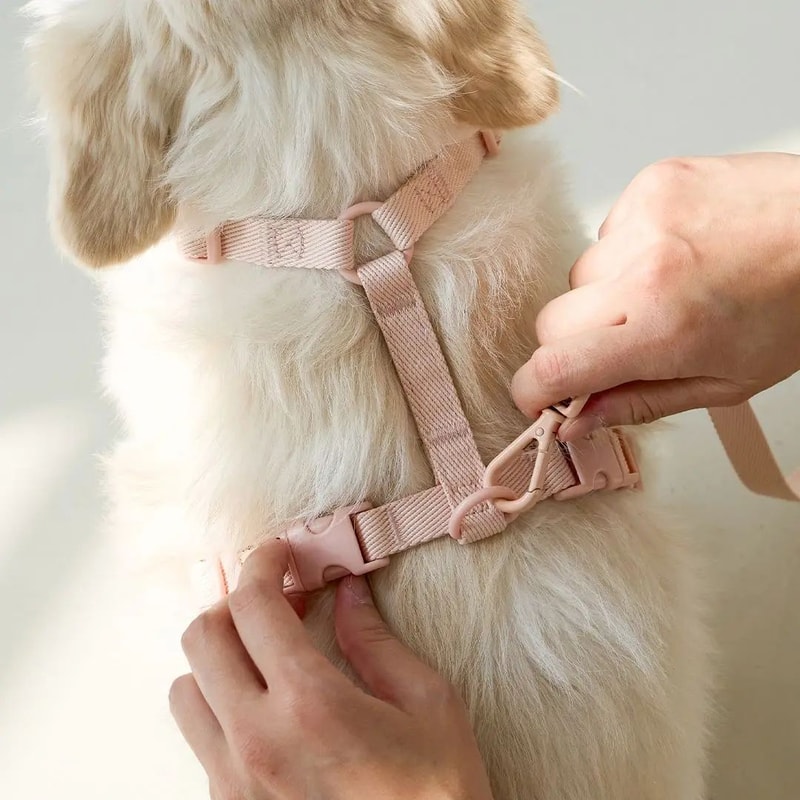 Macaron Adjustable Dog Harness Set With Matching Leash For Small Medium Dogs 4