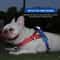 Reflective WideWebbing Dog Harness With Handle 4
