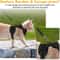 PurrSecure Escape Proof Cat Harness And Leash Set 1