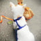 CozyFit EscapeProof Dog Cat Harness Leash Set 1