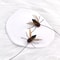 FlutterBug Cat Feather Toy Refills For Interactive Play 1