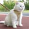 CozyPaws Cat Harness And Leash Set For Small Dogs Kittens 0