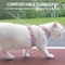 CozyPaws Cat Harness And Leash Set For Small Dogs Kittens 2