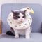 Avocado Soft Pet Recovery Collar For Dogs And Cats 17