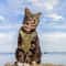 Tactical Adjustable Cat Harness And Leash Set 2