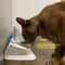 Elevated NonSlip Double Cat Bowl With Stand For Cats Small Dogs 3
