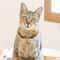 Personalized Reflective Cat Collar With Engraved Name Tag Bell 3