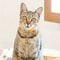 Personalized Reflective Cat Collar With Engraved Name Tag Bell 3