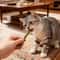 Natural Silvervine Cat Chew Sticks For Dental Play 6 Pack 5