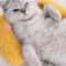 CozyCurl Fluffy Cat Calming Pillow For Cats Small Dogs 1
