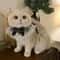 Princess Lace Pet Collar With Bell For Cats And Small Dogs 1