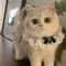 Princess Lace Pet Collar With Bell For Cats And Small Dogs 2