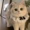 Princess Lace Pet Collar With Bell For Cats And Small Dogs 2