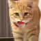 Rainbow Bounce Pet Toy Balls Soft EVA Interactive Cat Toys Dog Training Play Balls 2