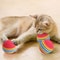 Rainbow Bounce Pet Toy Balls Soft EVA Interactive Cat Toys Dog Training Play Balls 3