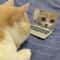 Mini Cat Laptop Toy With Mirror For Playful Kittens 1