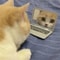 Mini Cat Laptop Toy With Mirror For Playful Kittens 1