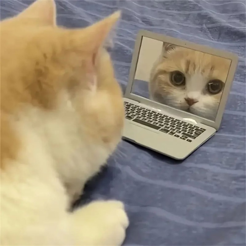 Mini Cat Laptop Toy With Mirror For Playful Kittens 1