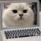 Mini Cat Laptop Toy With Mirror For Playful Kittens 4