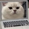 Mini Cat Laptop Toy With Mirror For Playful Kittens 4
