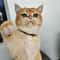 Custom Engraved Cat Face Pet ID Tag 3