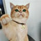 Custom Engraved Cat Face Pet ID Tag 3