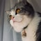 Custom Engraved Cat Face Pet ID Tag 9