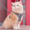 Escape Proof Cat Harness And Leash Set For Kittens And Cats 0