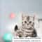 Smart Rolling Cat Ball Interactive Toy 2