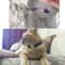 SafeBell Breakaway Cat Collar With Bell For Kittens Small Pets 3