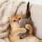 Faux Rabbit Fur Cat Kicker Toy Interactive Plush Hunting Toy For Cats Small Dogs 2