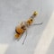 Interactive Bug Hunt Replacement Lures For Cat Wand Toys Plush Cat Teaser Refill Interactive Cat T 4