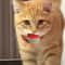 Rainbow Bounce EVA Pet Toy Balls Interactive Cat Toy Balls For Chewing Chasing Training 2