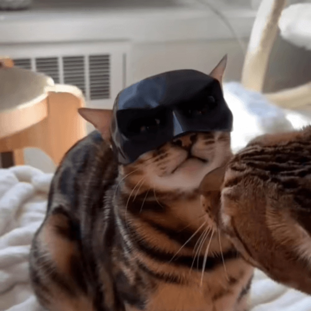 Cat Bat Superhero Mask Cute Matte Cat Avenger Costume Mask For Pets 11
