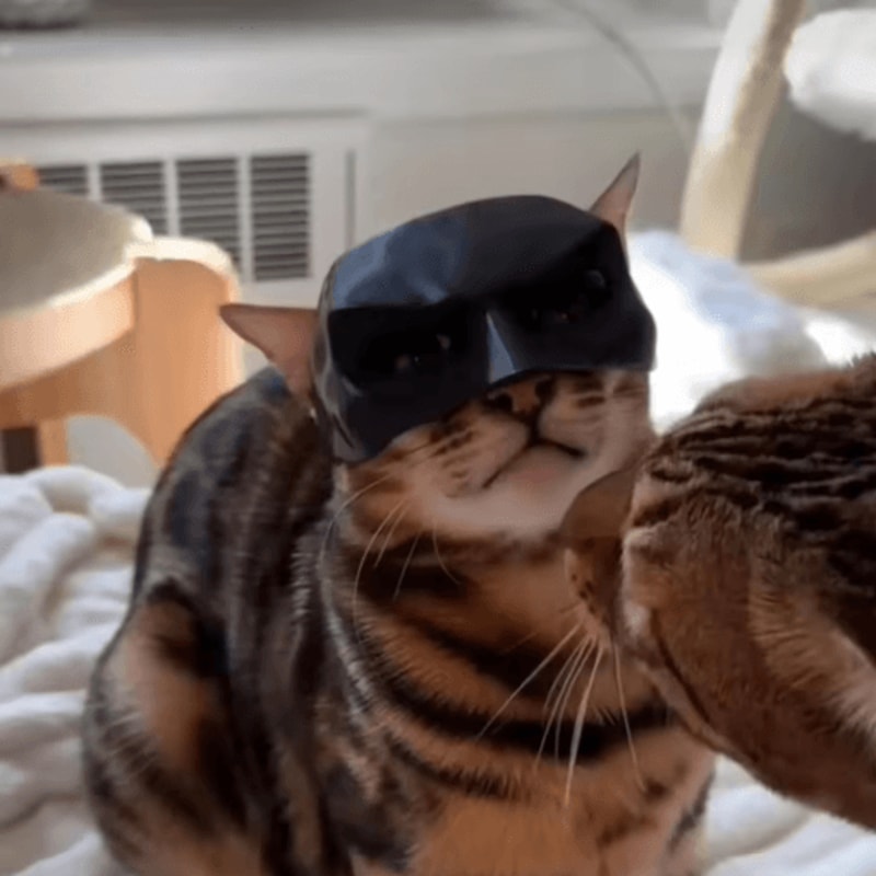 Cat Bat Superhero Mask Cute Matte Cat Avenger Costume Mask For Pets 11