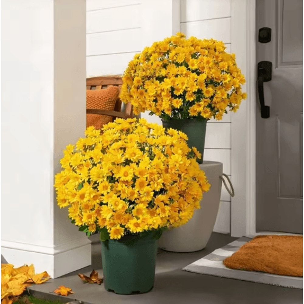 Artificial Sunset Mums Flowers Waterproof Fake Fall Flowers For Outdoor And Home Decor 5 Bundles 0