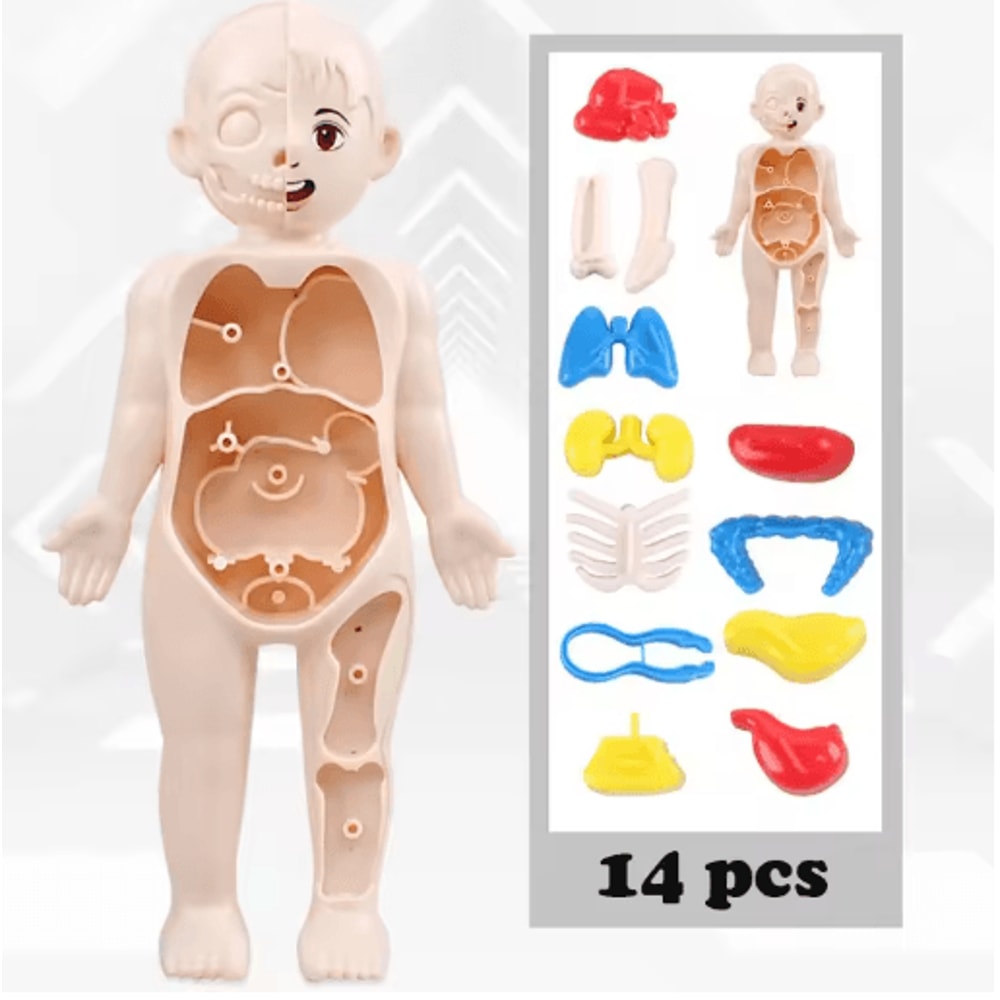 14 Piece Human Organ Structure Model Assemble It Medical Science Learning Set 0