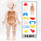 14 Piece Human Organ Structure Model Assemble It Medical Science Learning Set 0