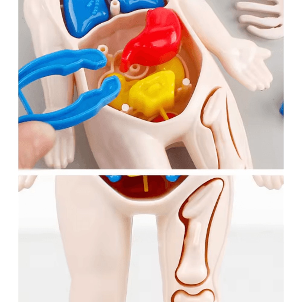 14 Piece Human Organ Structure Model Assemble It Medical Science Learning Set 1