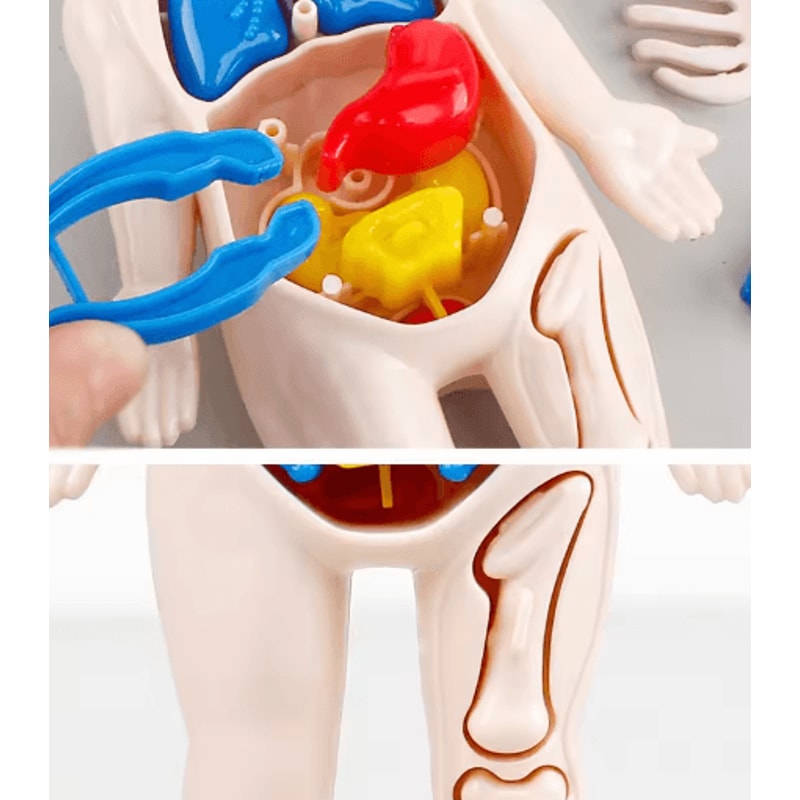 14 Piece Human Organ Structure Model Assemble It Medical Science Learning Set 1