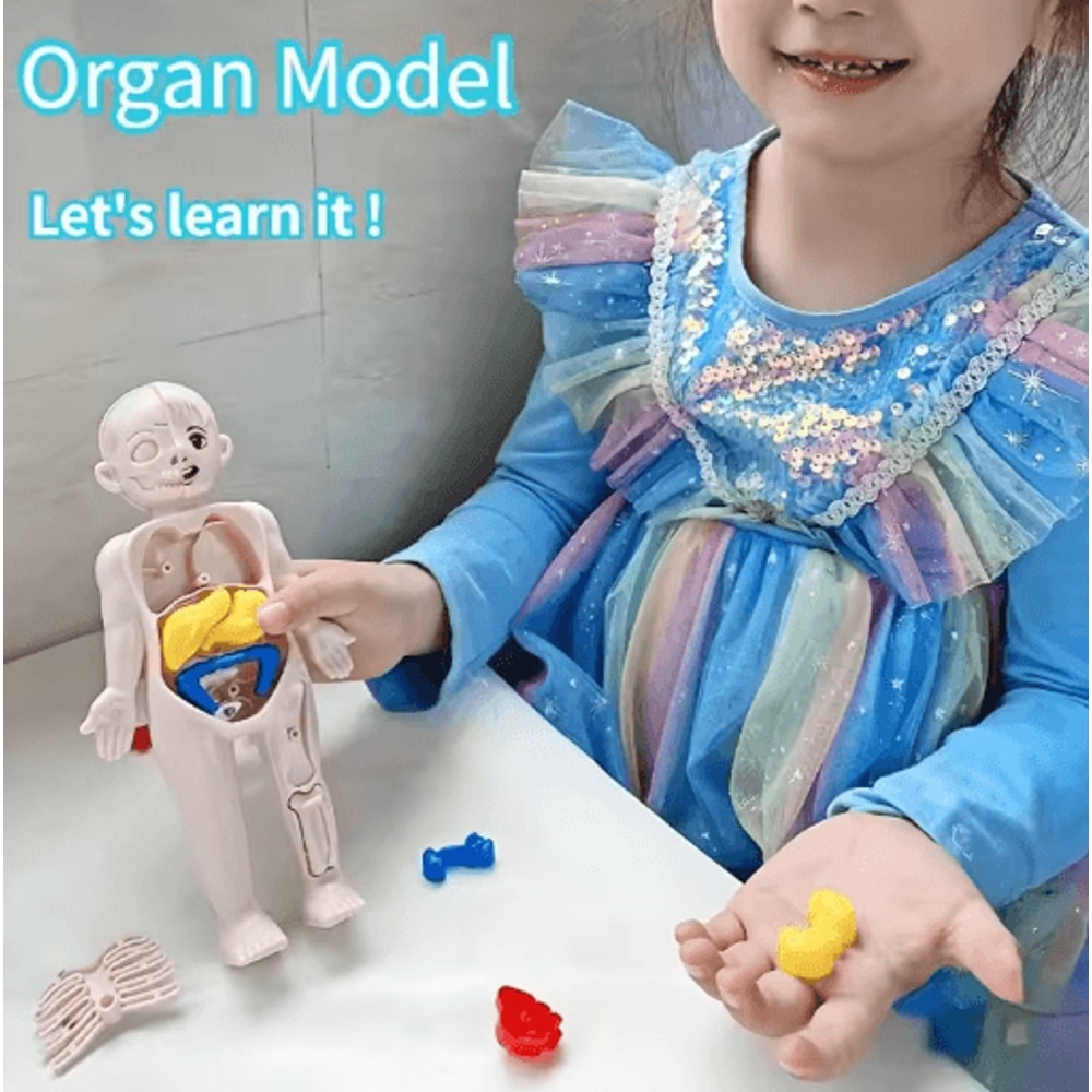 14 Piece Human Organ Structure Model Assemble It Medical Science Learning Set 3