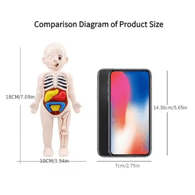 14 Piece Human Organ Structure Model Assemble It Medical Science Learning Set 5