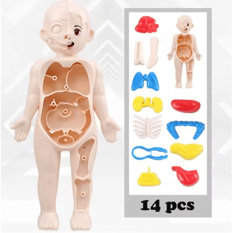 14 Piece Human Organ Structure Model Assemble It Medical Science Learning Set 6
