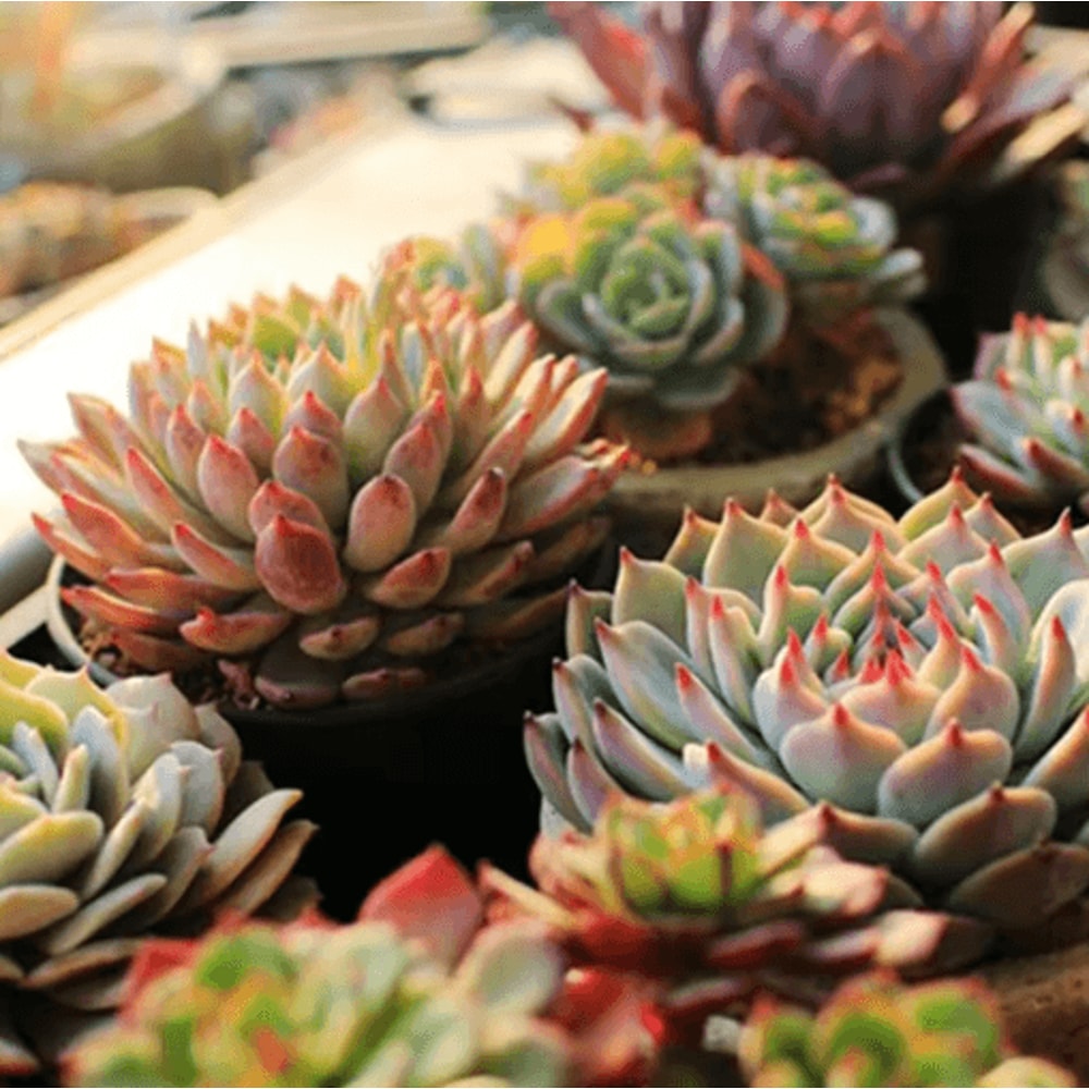 VnnZzo LED Full Spectrum USB Grow Light Flexible Plant Growth Lamp 4