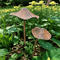Retro Rusty Metal Mushroom Garden Decor 3Piece Set Vintage Outdoor Mushroom Statues 4